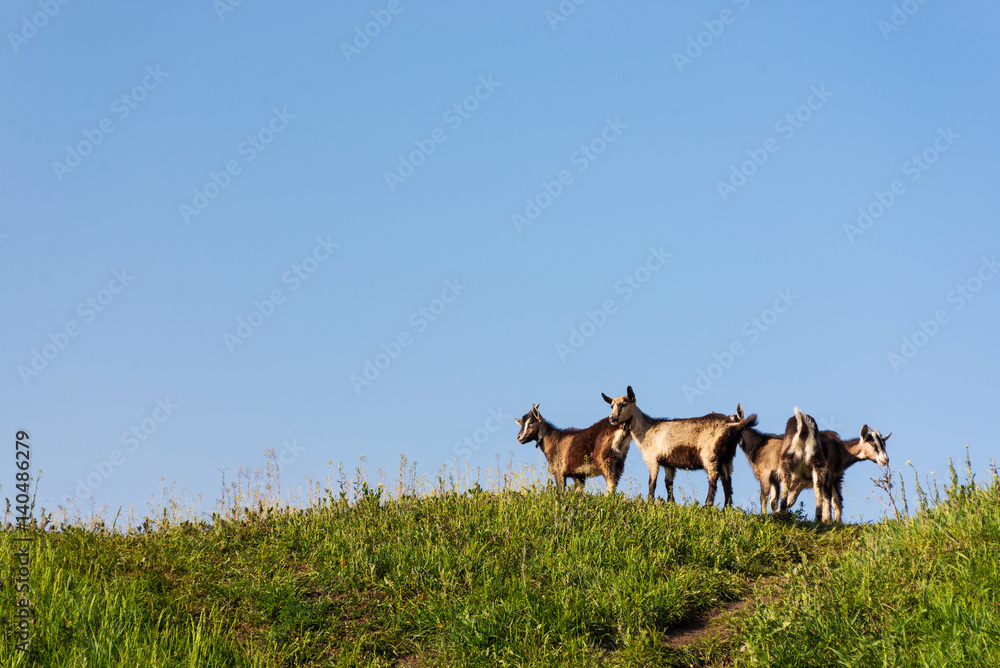 goat outdoor