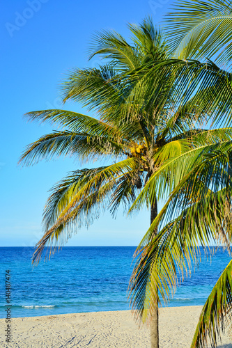 Palme am Strand  Varadero  Kuba
