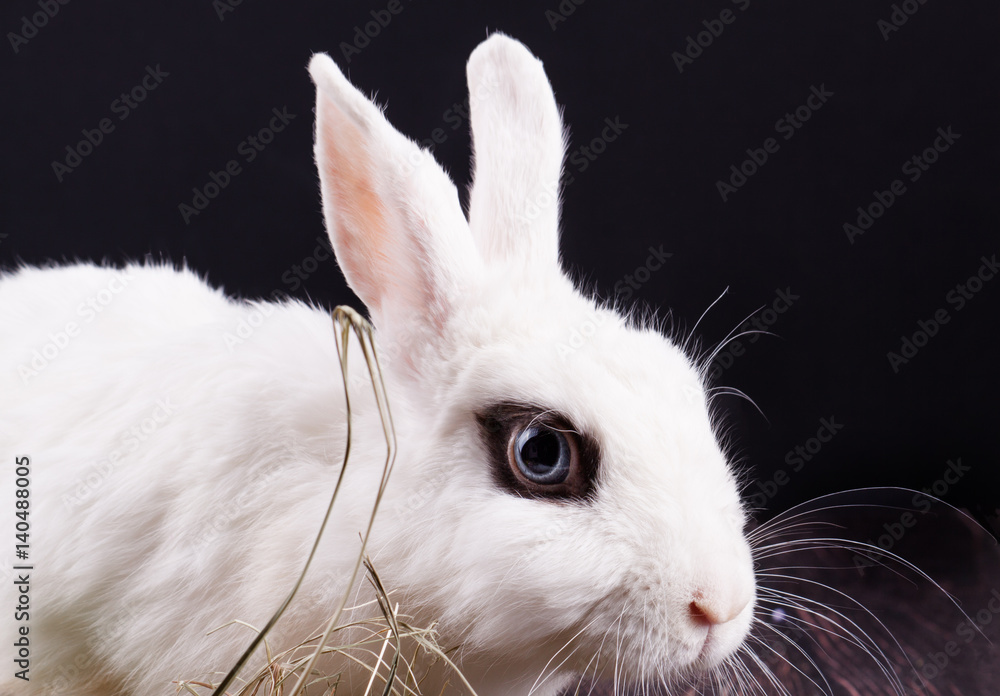 White rabbit with easter eggs White rabbit with easter eggs