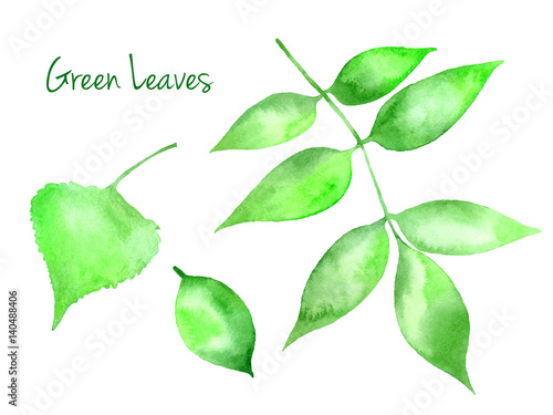 Set of green vector abstract watercolor leaves birch, pear, ash-tree isolated on white background