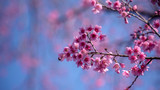 Vivid pink flowers blurred background.