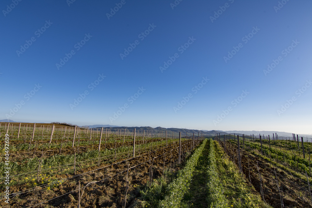 Terreno coltivato, Sicilia IT