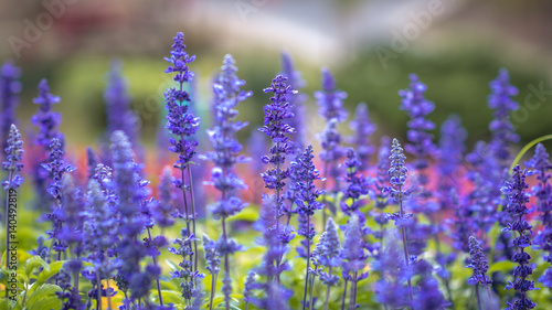 A beautiful lavender farm.