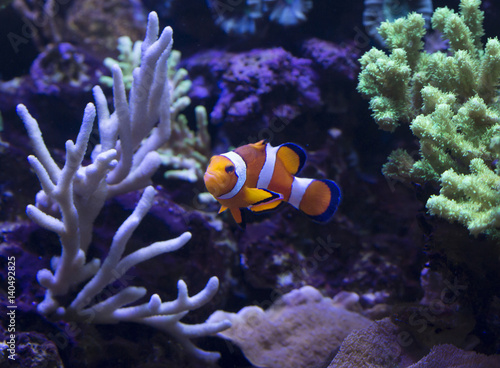 Оранжевая маленькая аквариумная рыбка. © galina_savina