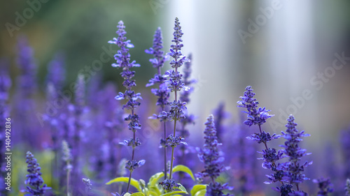 Purple lavender field.