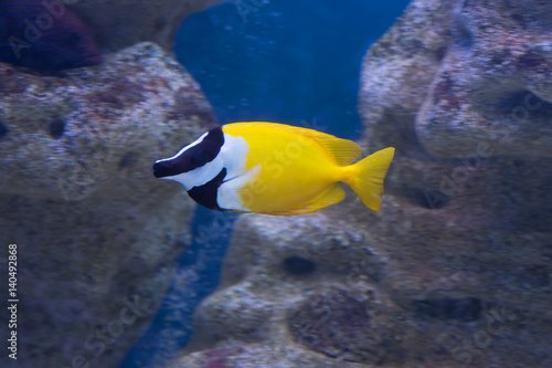 Желтая аквариумная рыбка