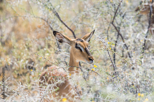 Impala antelope among blooming acacia nebrowni