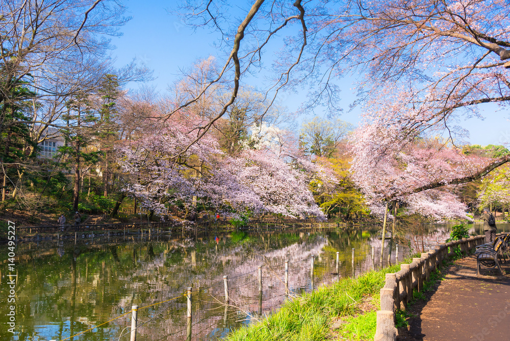 満開の桜　井の頭公園