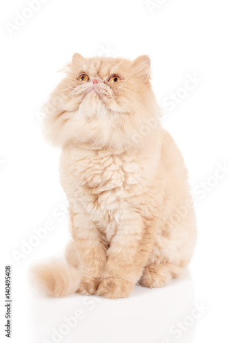 Cream color persian cat sitting, looking up and waiting something