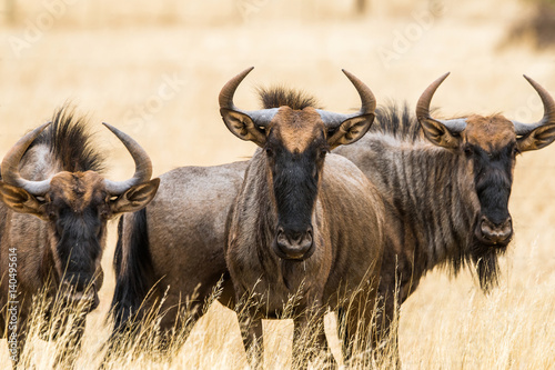 Portrait of a three blue wildebeests