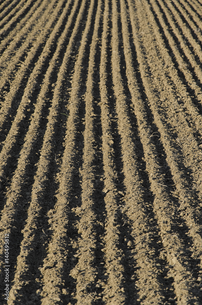 Furrows sowing on a field in Italy Furrows sowing on a field in Italy