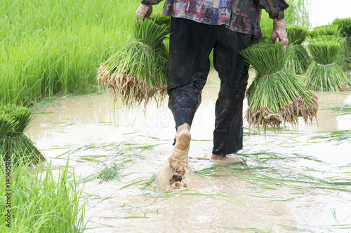 selective focus on farmer with rice spouts in hand on green field