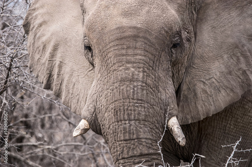 Close up of african elephant's face