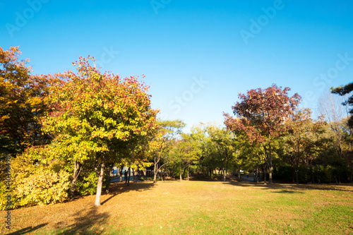 beautiful public park in autumn