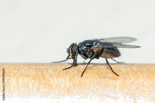The fly sits on surface