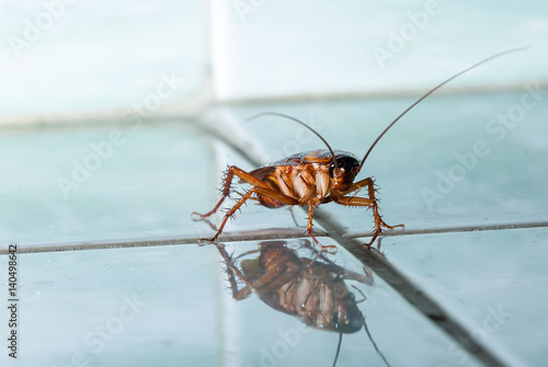 The cockroach creeps over tile