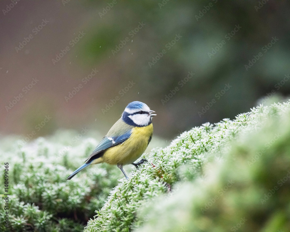 Blue tit sitting on moss at edge of pond. Blue tit sitting on moss at edge of pond.