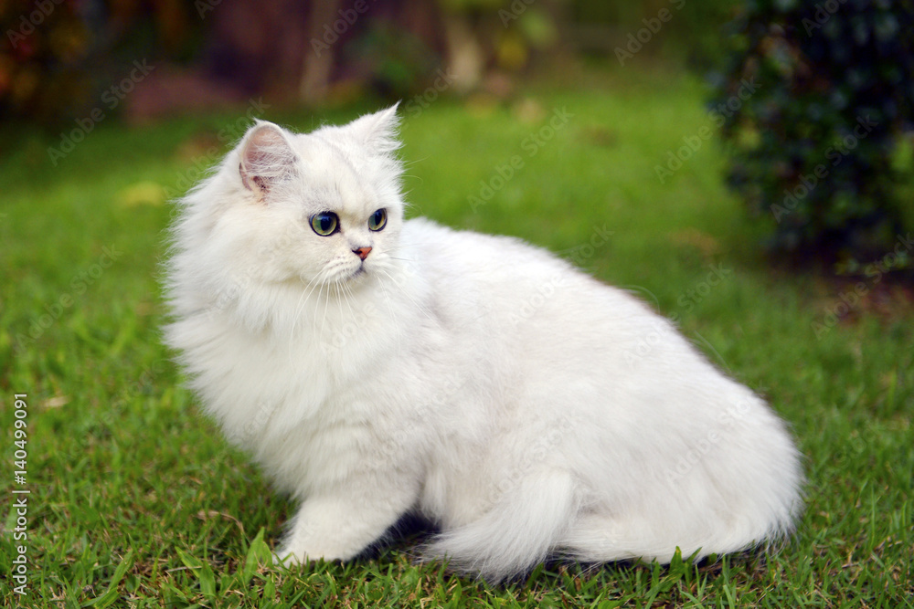 cute Cat on a lawn isolated