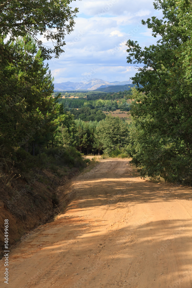 Camino cortafuegos de tierra en paisaje de bosque de robles y pinos con montañas al fondo Camino cortafuegos de tierra en paisaje de bosque de robles y pinos con montañas al fondo