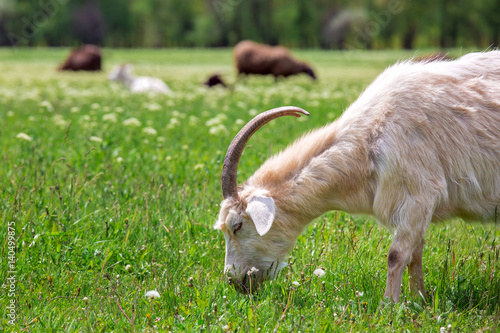 The goat is grazed on a lawn.