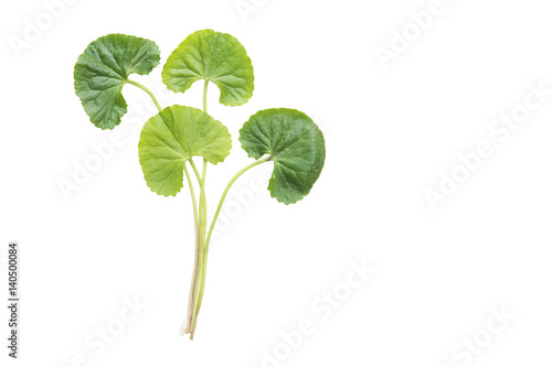 isolated top view fresh green asiatic pennywort leaf