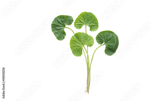 isolated top view fresh green asiatic pennywort leaf