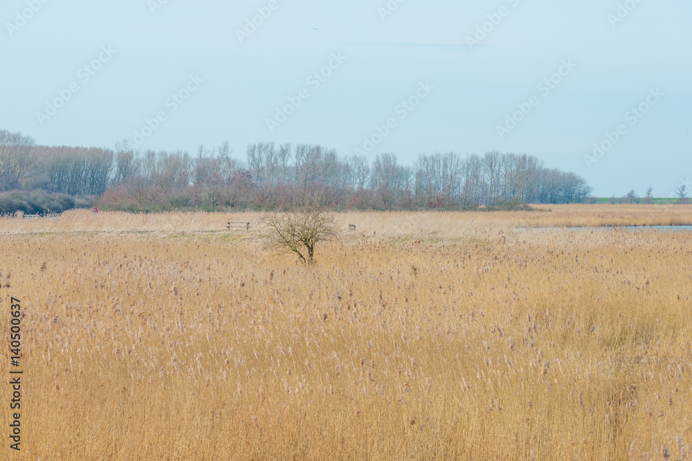 The shore of a lake in winter