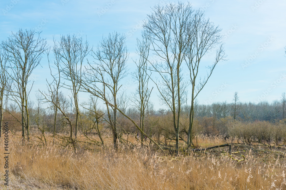 Trees and reed in a field in winter Trees and reed in a field in winter