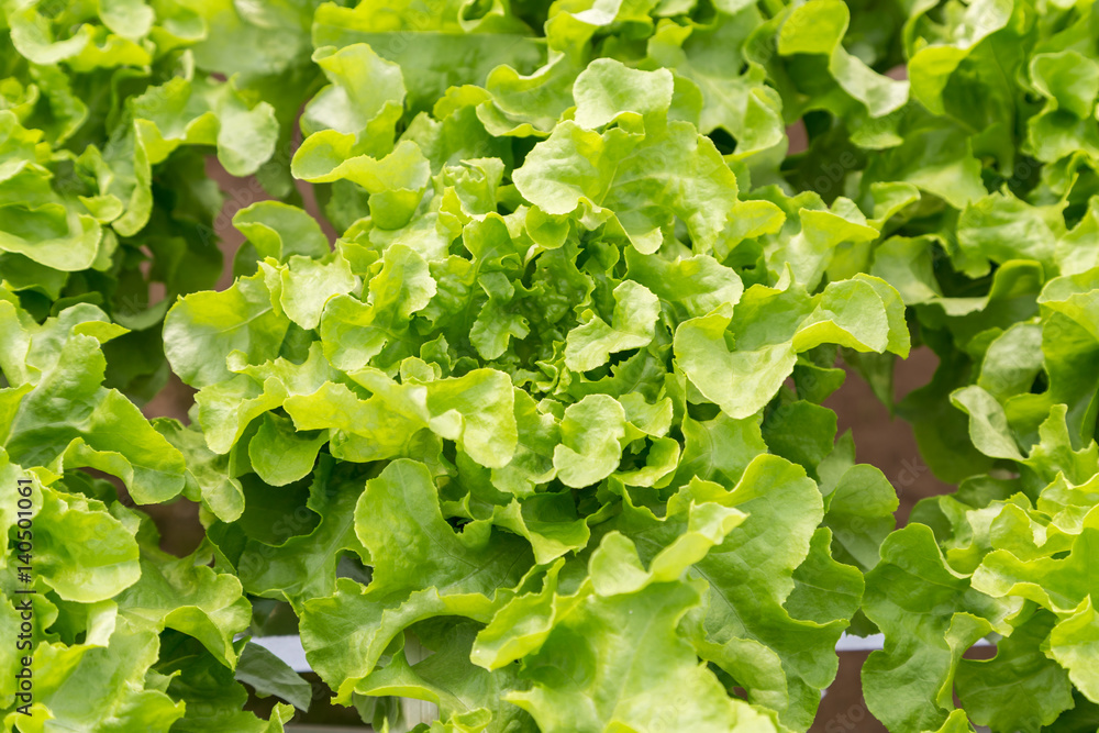 green oak lettuce salad plant in the hydroponic system green oak lettuce salad plant in the hydroponic system