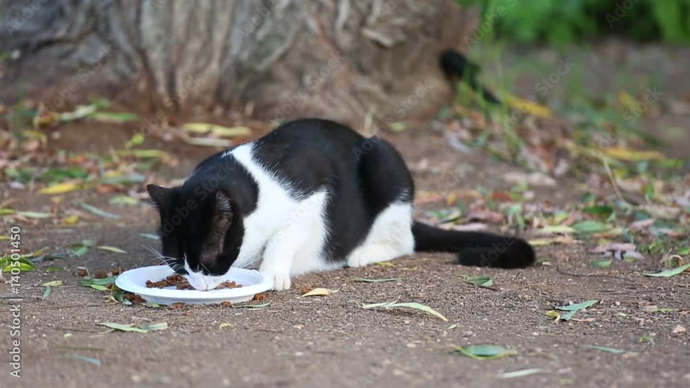 Black and white cat in the grass eating cat food from white plate Black and white cat in the grass eating cat food from white plate