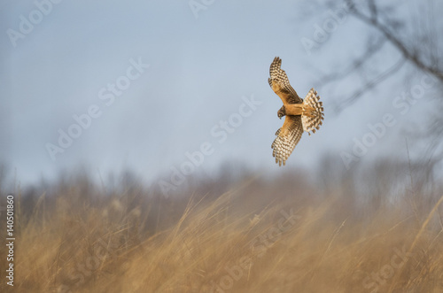 A female Northern Harrier flares her wings and tail as she dives into a field of tall grass after prey.