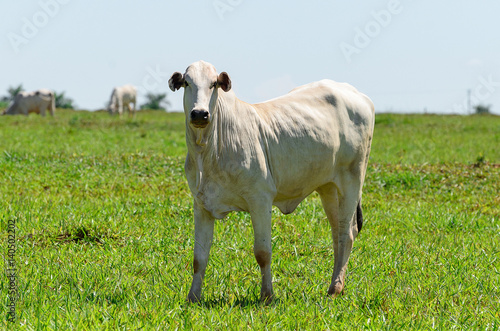 White ox aside on farm pasture