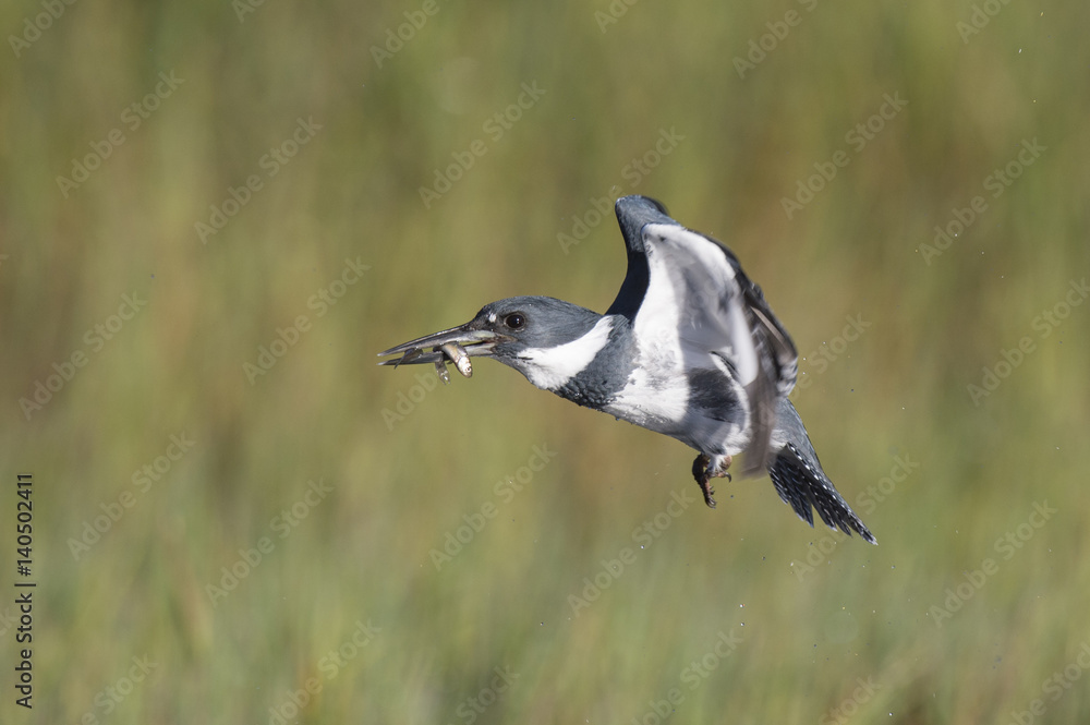 A male Belted Kingfisher flies in front of a green grass background with a minnow in his beak on a bright sunny day. A male Belted Kingfisher flies in front of a green grass background with a minnow in his beak on a bright sunny day.