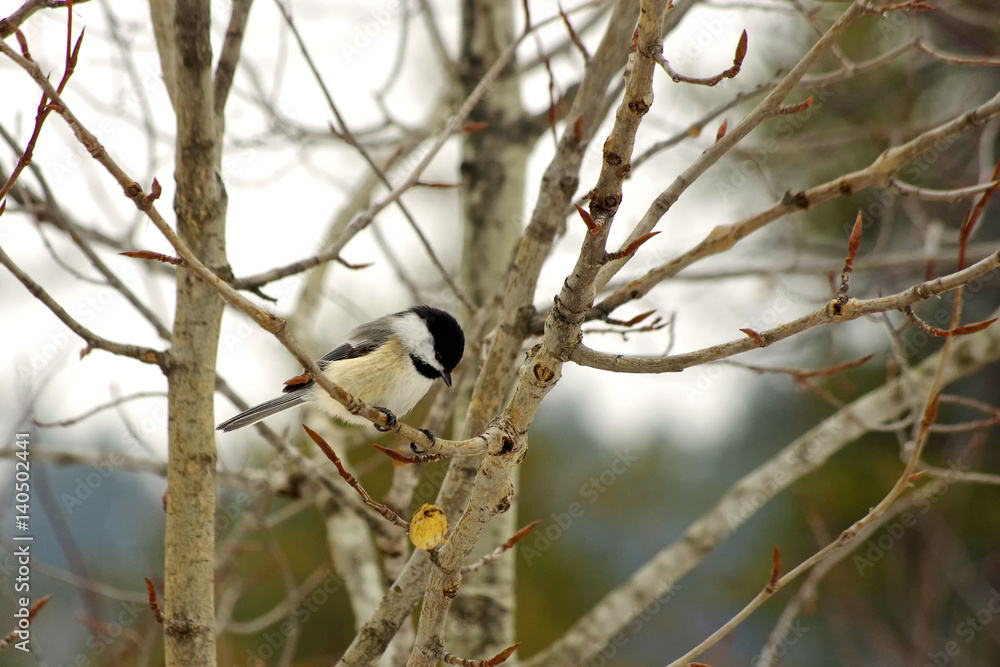 Fototapeta premium Chickadee drops lunch