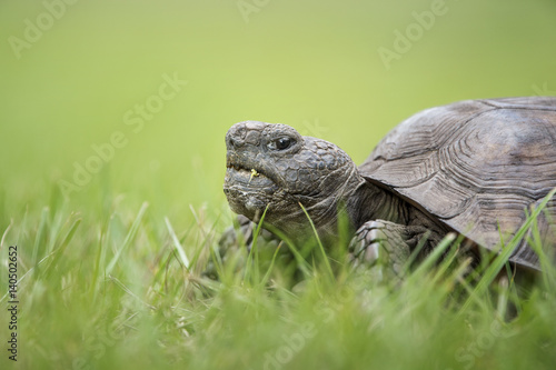 A close up ground level portrait of a Gopher Tortoise walking in bright green grass. © rayhennessy