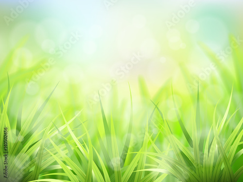 Vector spring background with fresh green grass. Detailed stems of the plant  and effect bokeh.