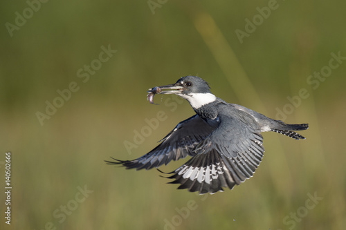 A male Belted Kingfisher flies in front of a green grass background with a minnow in his beak on a bright sunny day. © rayhennessy