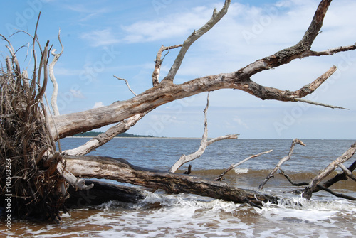 Driftwood 2