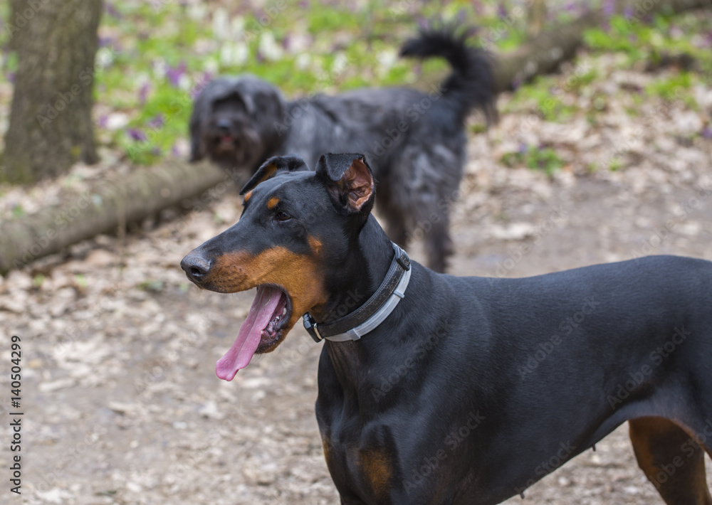 German Pinscher dog walking in the park with mouth open and tongue hanging out