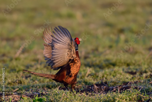Wallpaper Mural Jagdfasan Torontodigital.ca