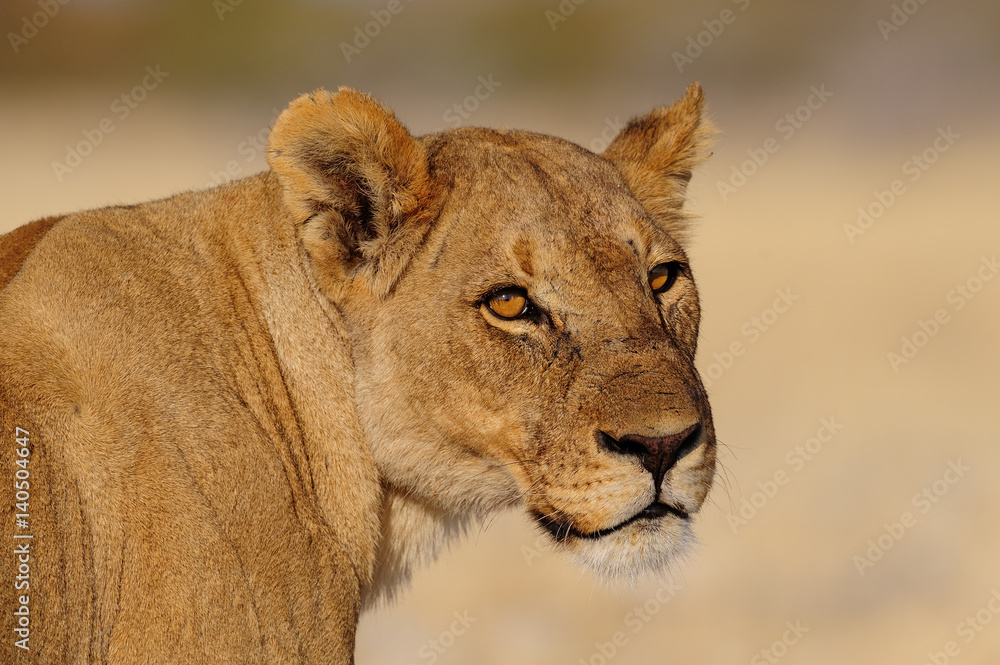 loewe StockFoto Adobe Stock