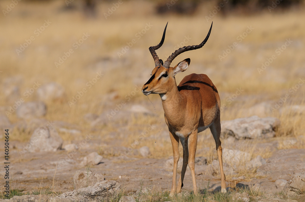Fototapeta premium schwarznasenimpala