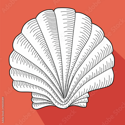 Sea shell. Line work. White cockleshell on a salmon background.