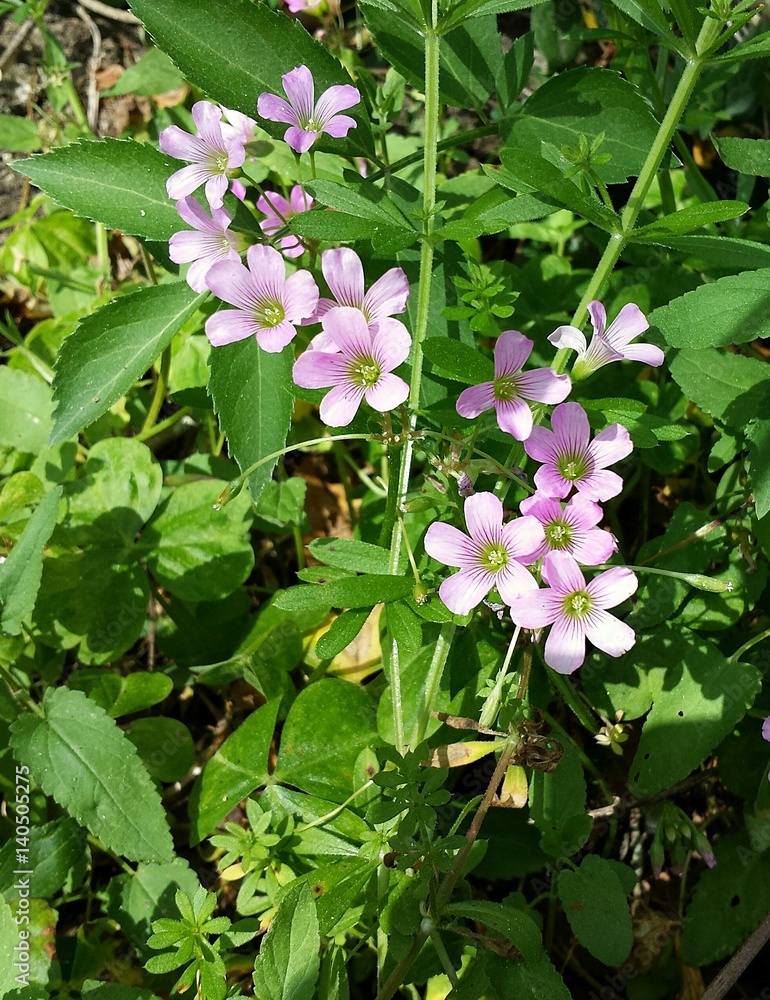 Pink oxalis flowers in Florida nature, closeup Pink oxalis flowers in Florida nature, closeup