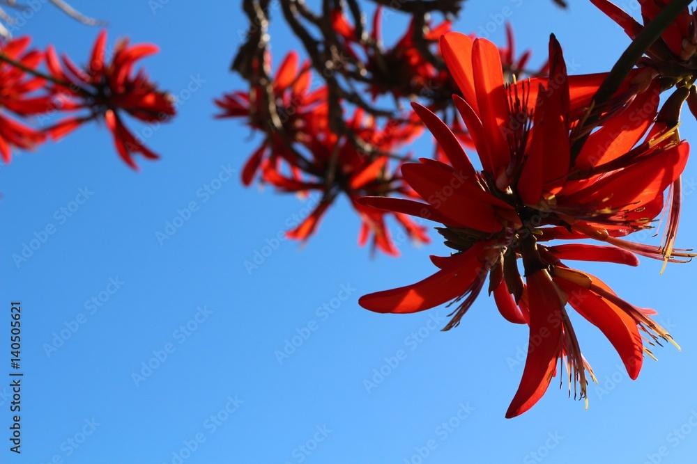 Red exotic blossoms of Coral tree (Erythrina variegata) against blue sky Red exotic blossoms of Coral tree (Erythrina variegata) against blue sky