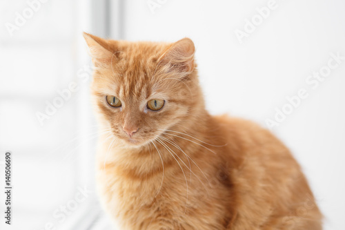 Portrait of an Orange cat sitting near the window on a white background 
