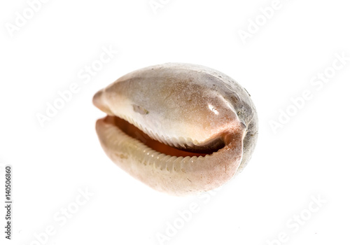 Cowry or cowrie - Luria lurida sea snail slug shell isolated