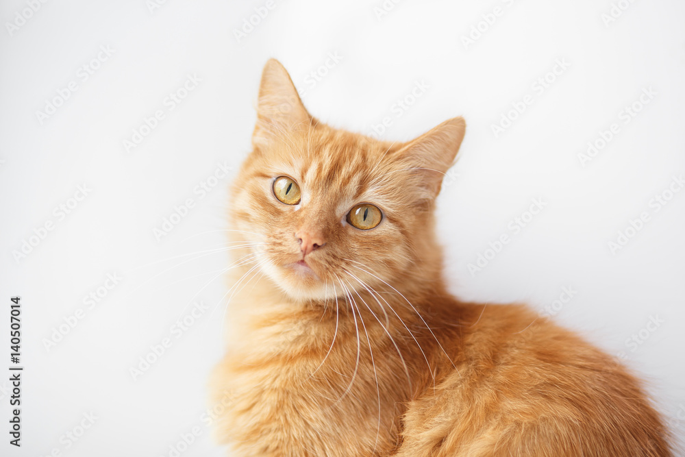 Portrait of an Orange cat sitting  on a white background
