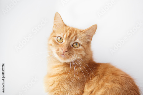 Portrait of an Orange cat sitting on a white background 