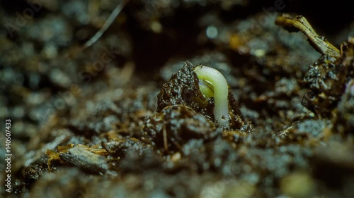 Arugula Seed Sprouting Time-lapse compilation. photo